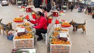 High-IQ dog takes an extra orange when buying oranges for owner