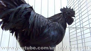 Best of Cémani - Ayam Cemani - Ebony Chicken - Poule - Coq