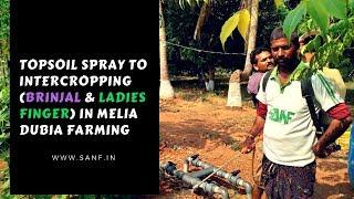 TOPSOIL SPRAY TO BRINJAL AND LADIES FINGER IN MELIA DUBIA FARMING