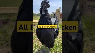 Jet Black Chicken? This is Ayam Cemani! #chicken #animals