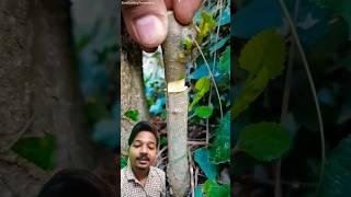 Easy way grafting #tree #nature #plants #bonsai #tech #prajapati #grafting #garden #gardening