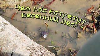 А вы почему ещё не в лесу? Бобры, клещи и лягушки