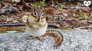 오대산에서 야생 다람쥐를 우연히 만나면? 힐링 여행 영상 | A cute Chipmunk encountered in the mountains, Healing Travel Movie