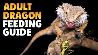 What Can Bearded Dragons Eat? - Bearded Dragon Feeding Guide!