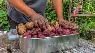 Container Grown Potato Result & Simple Composting Techniques!