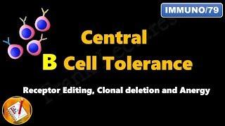 Central B cell Tolerance : Receptor Editing, Clonal Deletion and Anergy  (FL-Immuno/79)