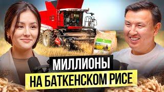 Баткенский рис лучше Ташкентского? — Сколько приносит производство риса в Баткене?