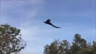 Flying Peacock Compilation