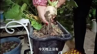 阳台花盆的萝卜拔了，要不要种多肉呢 #盆栽  #阳台种菜  #种植技巧