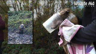 A FOX's HEAD stuck in a JAR for FOUR DAYS!!