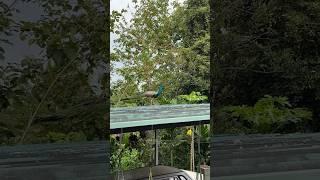Peacock at Home ,  Nest Keerikkadans . #peacock #paularoid #nest #kothamangalam