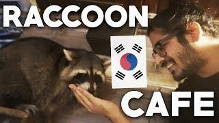 RACCOON CAFE IN SEOUL! - Raccoons, Mini Pig, Capybara (Blind Alley Cafe)