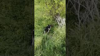 Leo points at empty hare nest