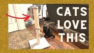 Joy the kitten helps demo Dimaka 34" Cat Scratching Post