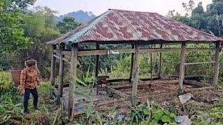 The young girl cleaned up the abandoned house, dug up cassava roots to sell to neighbor Ly Phuc Ca