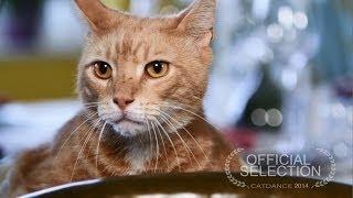 Catdance Finalist 2014: The Clever Cat