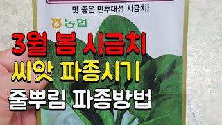 3월봄 시금치️ 씨앗파종시기 ️시금치 파종방법 (줄뿌림 흩어뿌림 점뿌림)