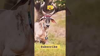 Gorur video | guru dikhao | gaan | amma guru | amba guru | cow sound #shorts #cowdance #gorurvideo