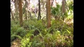 Shadowplay on Ferns  (Search for the Fern Flower)