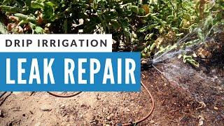 How to Repair a Broken Drip Irrigation Line | Quick and Easy Fix!