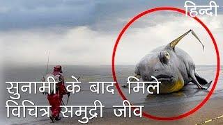 सुनामी के बाद मिले विचित्र समुद्री जीव | Strange Sea Creatures Discovered after Tsunami in Hindi