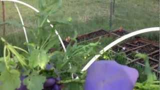 How to harvest broccoli raab