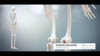 Testrendering Full Skeleton - 3D Animation Medizin