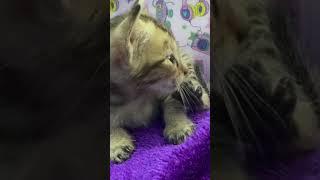 Baby kitten ️#babykitten #kitten #cat #theactionpotential  #youtubeshorts