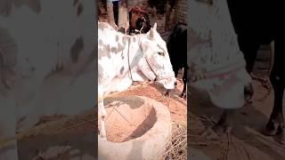 most beautiful my village#kallurdyshahzady#funny#viral#youtubeshorts#youtube#subscribe