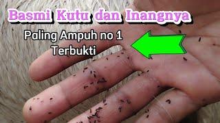 Mengobati Kutu kambing langsung mati ||Terbukti Aman,cepat dan mudah