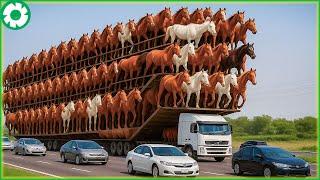 Transporting 9.9 Million Sheep This Way - Biggest Heavy Equipment Machines | Heavy Machinery