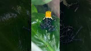 Endangered Poison Dart Frog Breeding Project #fyp #youtubeshorts #poisondartfrog