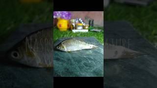  Miniature small fish fry recipe  Miniature cooking #food #shorts #mini #kitchen #recipe #cooking