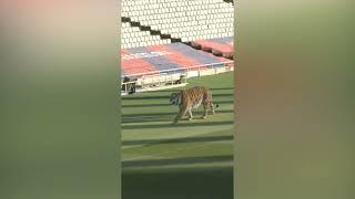 FC Barcelona. A tiger appears roaring on the Montjuic pitch hours before Vitor Roque's arrival