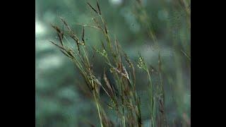 ETNOBOTÀNICA. Albellatge (Hyparrhenia hirta) i fenoll (Foeniculum vulgare). Daniel Climent Giner.