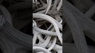 The Elk Antler Arches of Jackson Hole, Wyoming