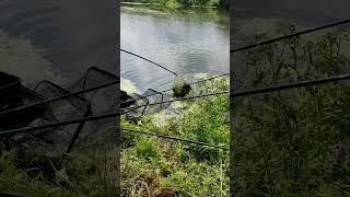 На фестивале участница поймала крупную рыбу ч.1 #нашатема #рыбалка #тула #фидер