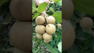 Longan that looks like grape#plants #nature #fruit