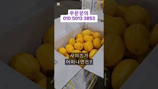 "가격 부담 없이 즐기는 신선한 성주참외! 지금 바로 확인하세요! "#참외 #10키로성주참외 #성주참외 #선물