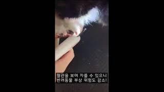 Petgravity寵物LED發光剪甲器