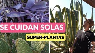 Estas 7 PLANTAS Sobreviven A TODO!  Plantas Resistentes De Poca Agua