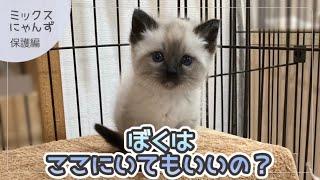 #1 【子猫を緊急保護！】約20年ぶり...|新生活