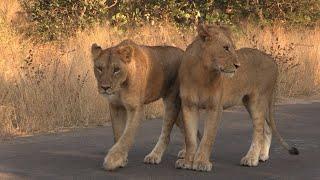 Lions walking in road