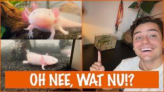 Wat hebben de Axolotls gedaan? | DierenpraatTV