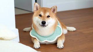 The Cutest Shiba Inu Thief