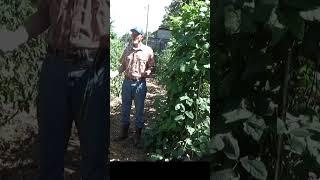 How I started deep mulch gardening