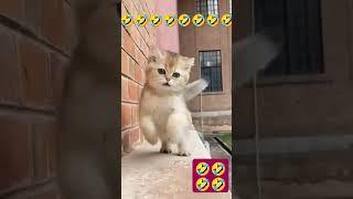 #popular video #short #youtube 