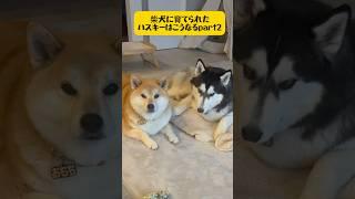 【柴犬に育てられたハスキーpart2】 #シベリアンハスキー #youtubeshorts #dog #shortvideo #shibainu #柴犬 #おもしろ #short