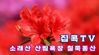 [집콕TV]소래산 산림욕장 철쭉동산