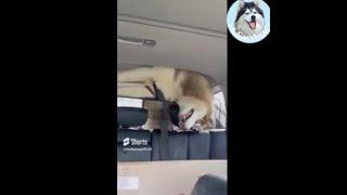 Huskies- the master escape artists 